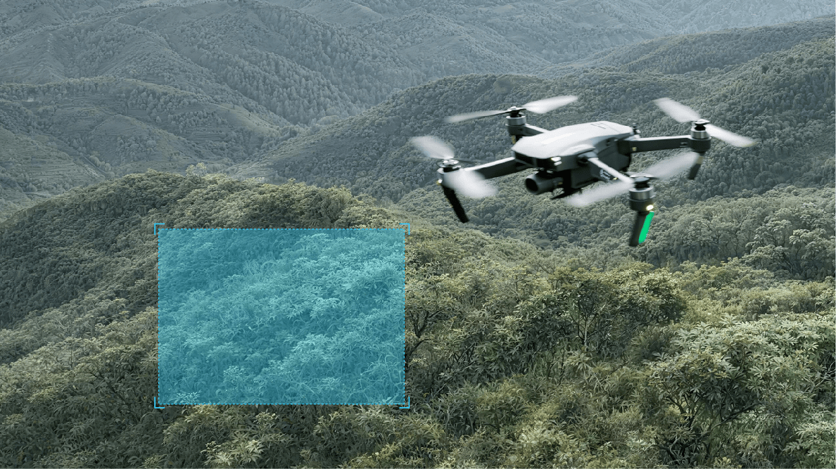 毒品原植株识别