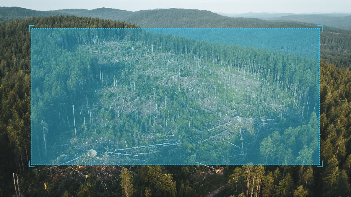 森林违法图斑核实