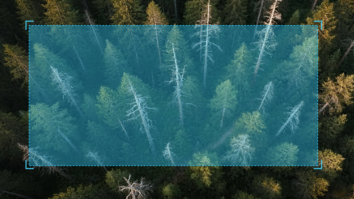 松材线虫病枯死松木监测