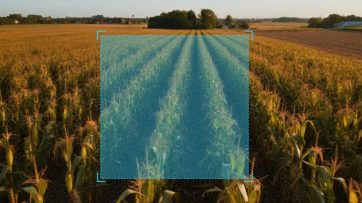 作物病虫害识别