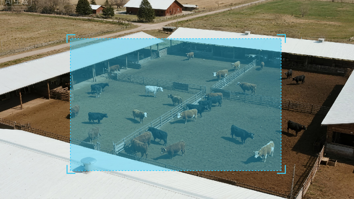 动物识别与计数